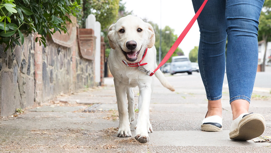 How to Train a Puppy to Walk on a Lead Purina